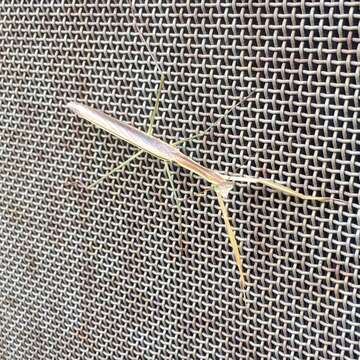 Image of Purple-winged mantis