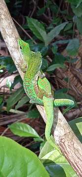 Imagem de Phelsuma astriata semicarinata Cheke 1982