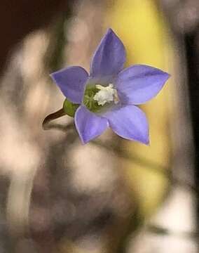 صورة Wahlenbergia gracilenta Lothian