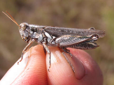 Image of Melanoplus bowditchi canus Hebard 1925