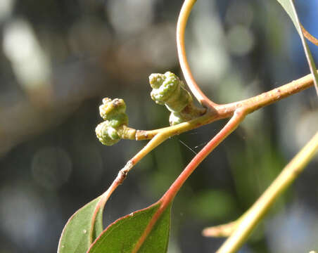 Image of Eucalyptus globulus subsp. pseudoglobulus (Naud. ex Maiden) Kirkpatrick