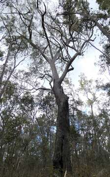 Plancia ëd Eucalyptus exserta F. Müll.