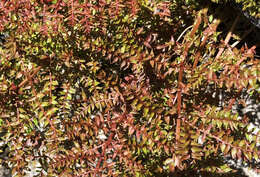 Image of Coriaria pteridoides W. R. B. Oliv.