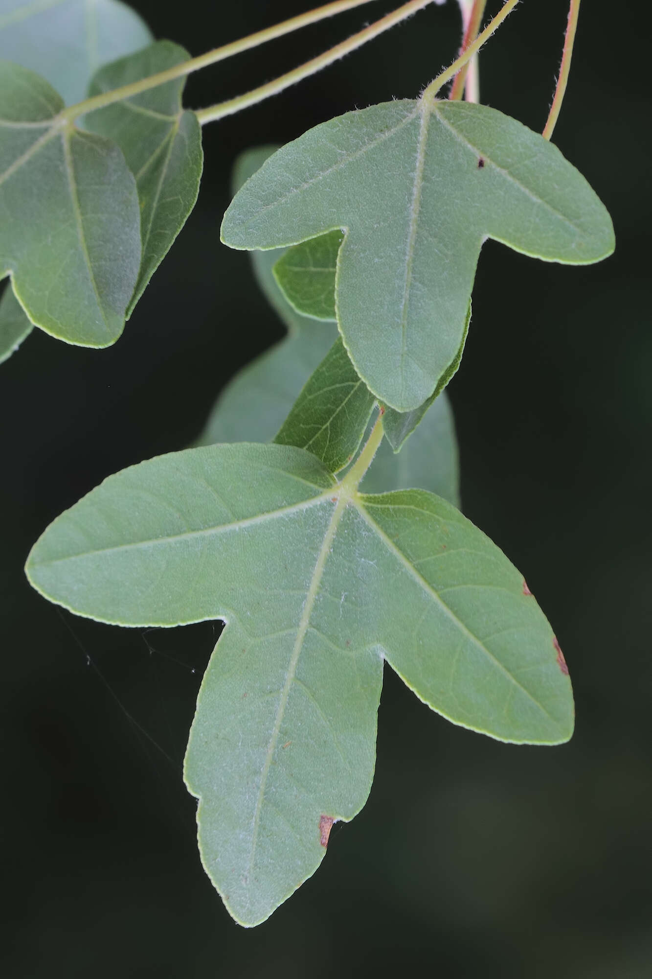 Image of Acer monspessulanum subsp. microphyllum (Boiss.) Bornm.