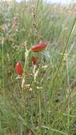 Image of Blue Mountain milkvetch