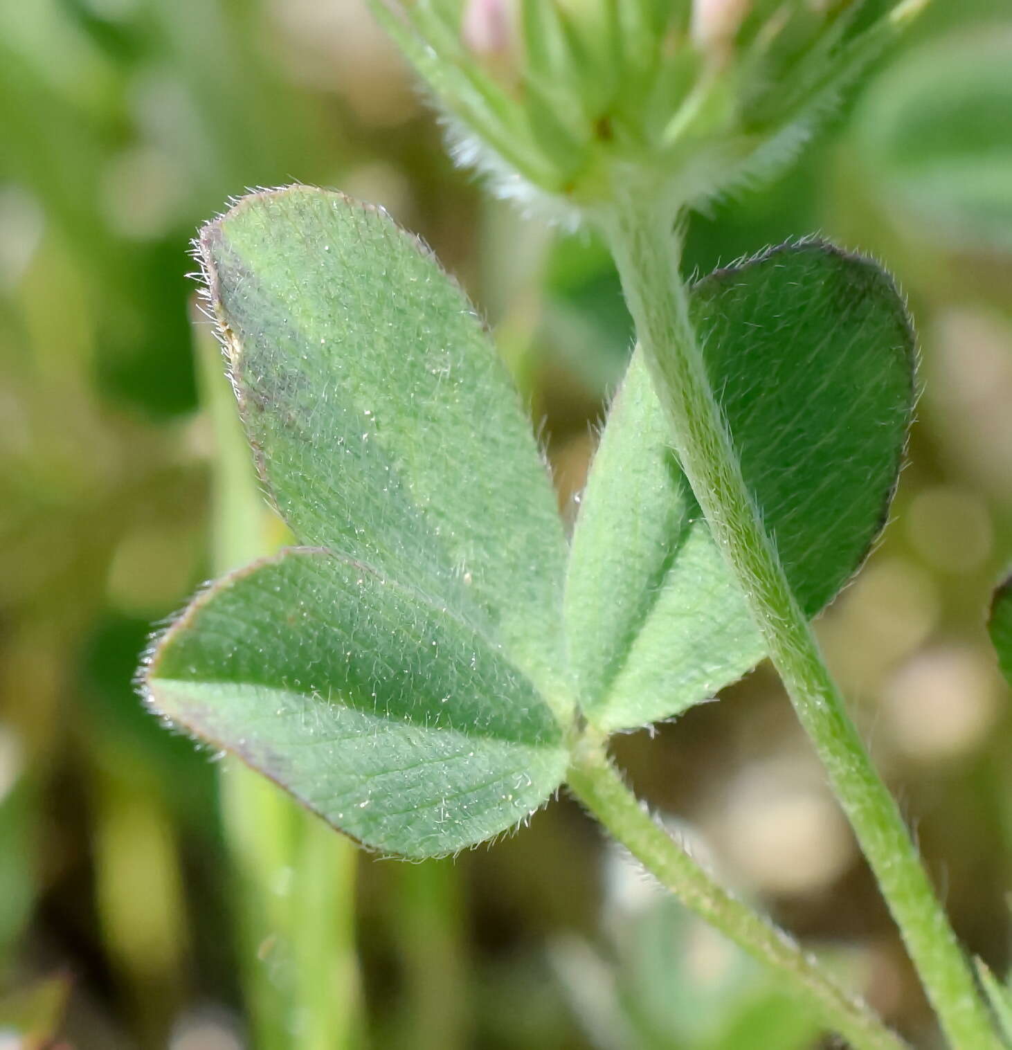 Imagem de Trifolium leucanthum M. Bieb.