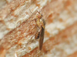 Image of <i>Pachycerina seticornis</i>