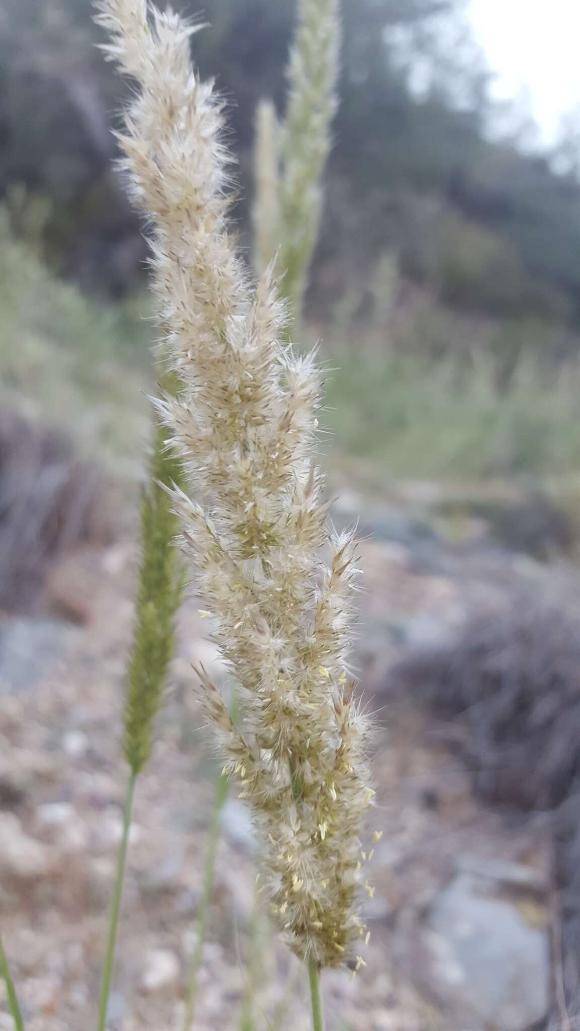 Imagem de Enneapogon cenchroides (Licht.) C. E. Hubb.