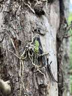 Image of spotted mule-ear orchid