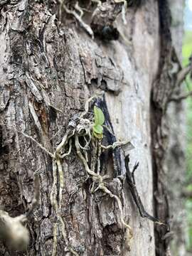 Image of spotted mule-ear orchid