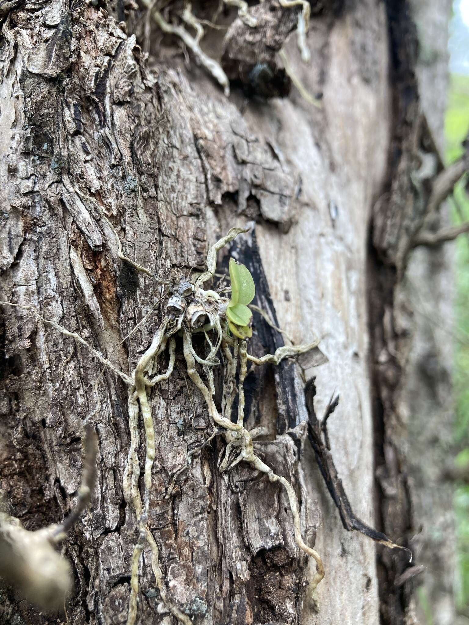 Image of spotted mule-ear orchid