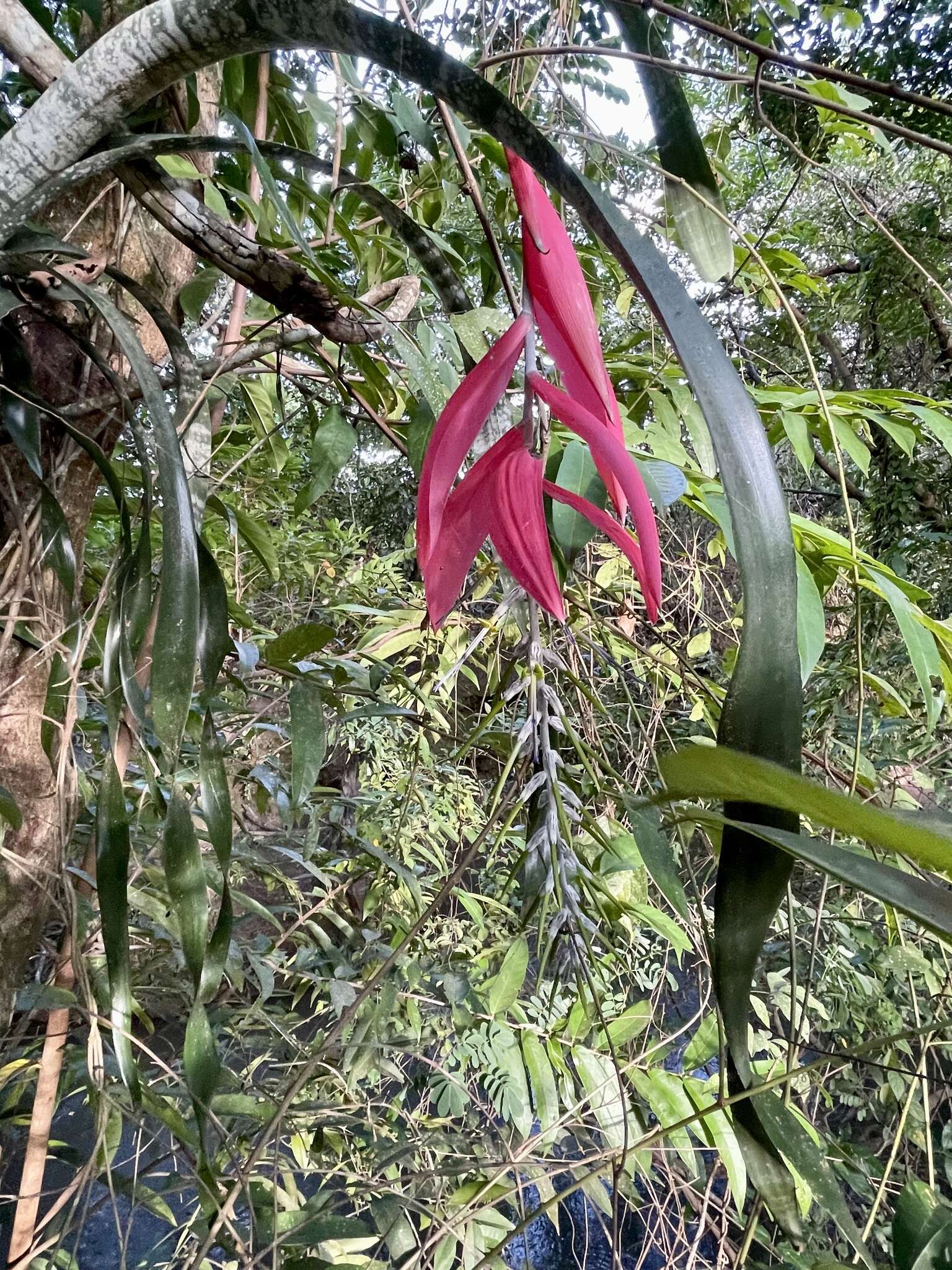 Image of Billbergia porteana Brongn. ex Beer