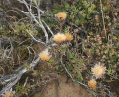 Image of Pteronia elongata Thunb.