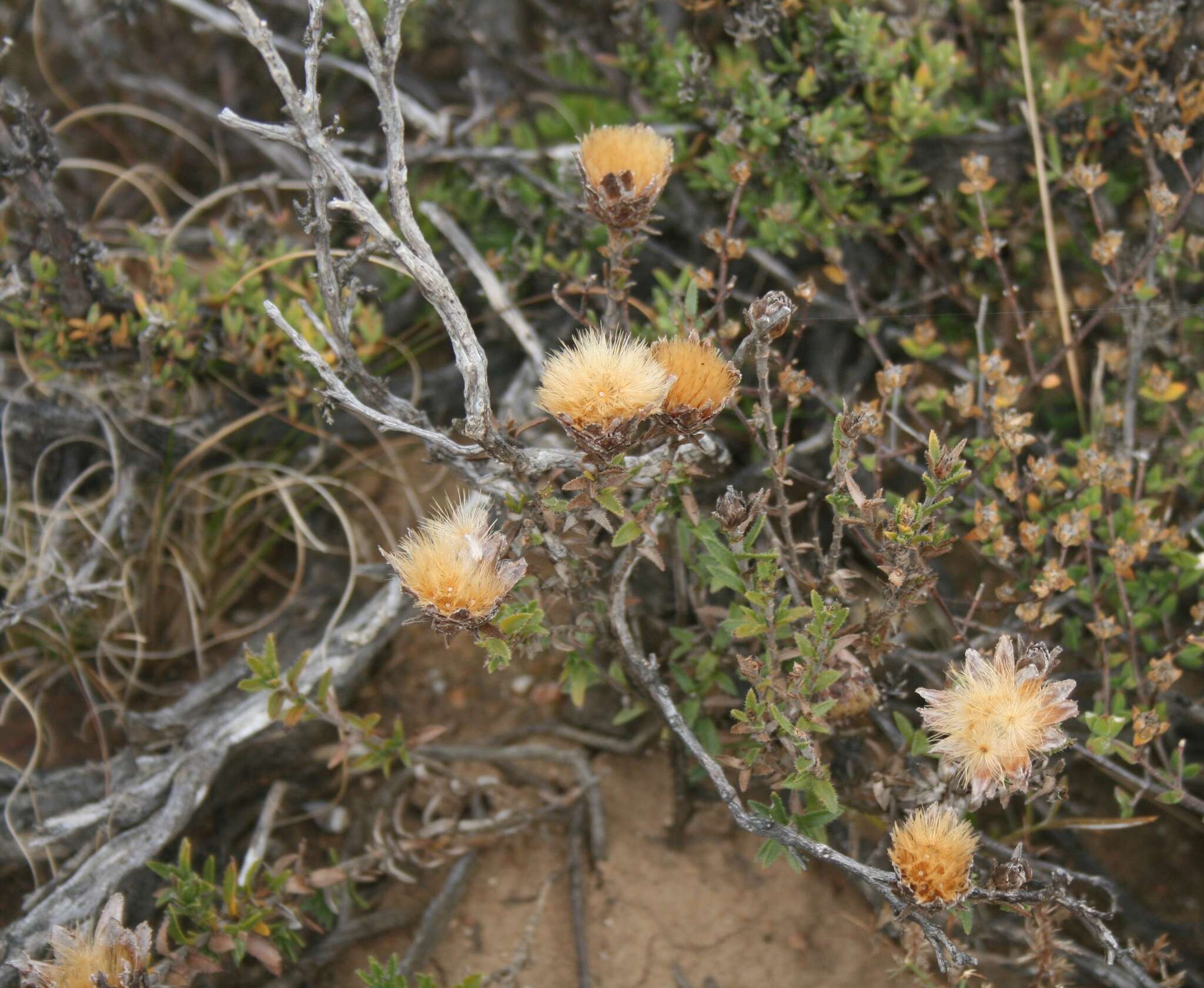 Sivun Pteronia elongata Thunb. kuva