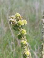 Image of Cynoglossum clandestinum Desf.