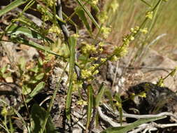 Dioscorea saxatilis Poepp. resmi