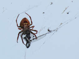 Image of Tropical Orb Weaver