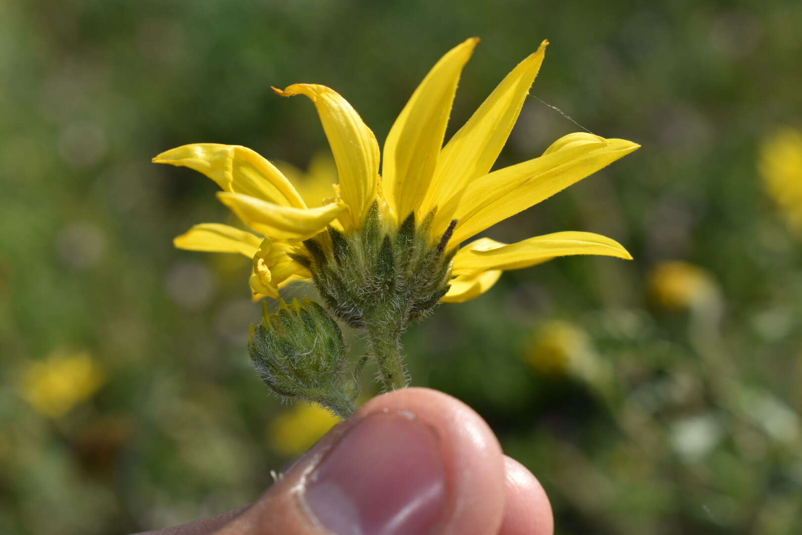 Image of little sunflower