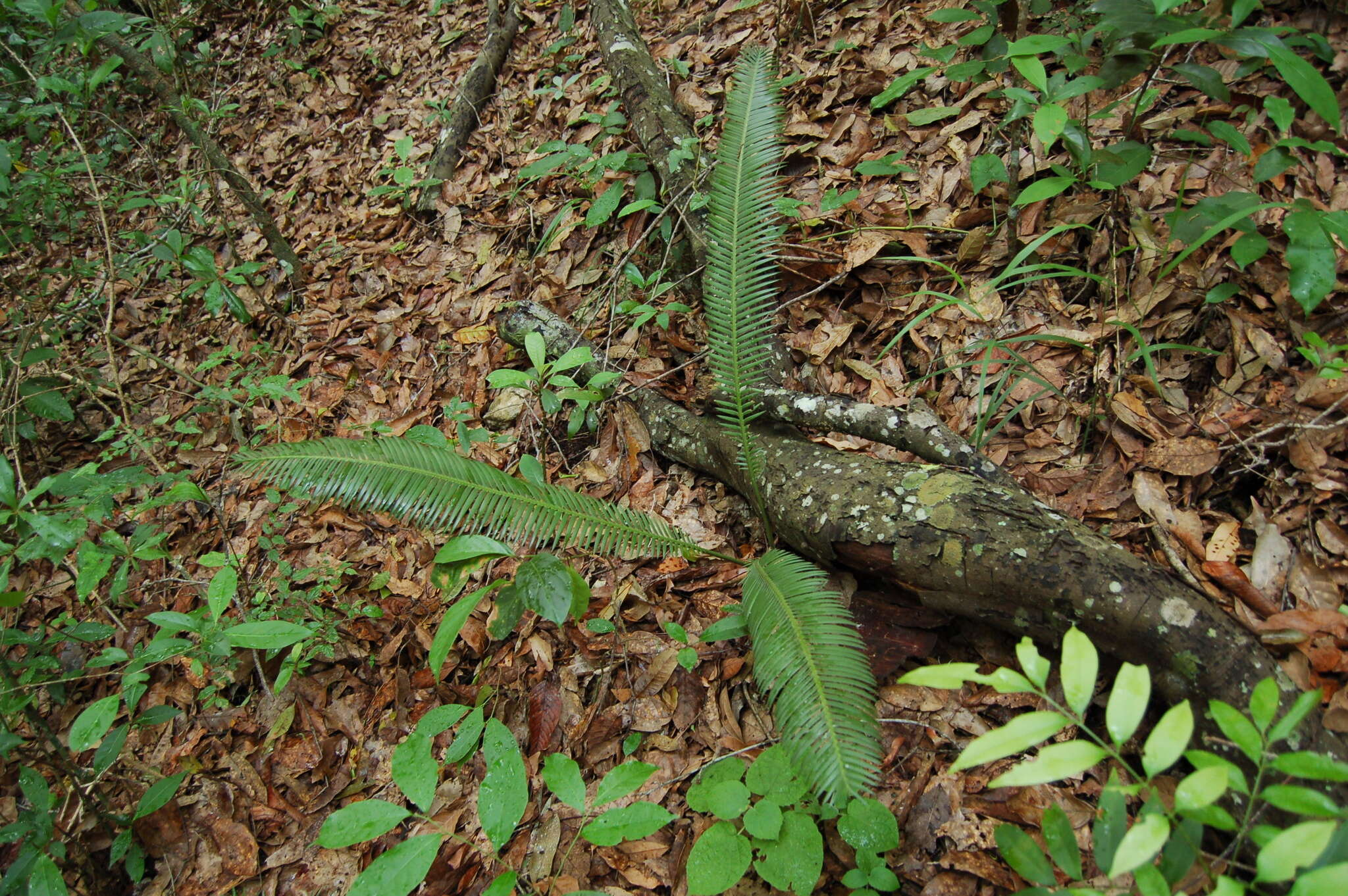 Image of Chestnut Dioon