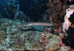 Image of trumpetfishes