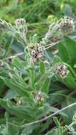 Image of Cynoglossum clandestinum Desf.