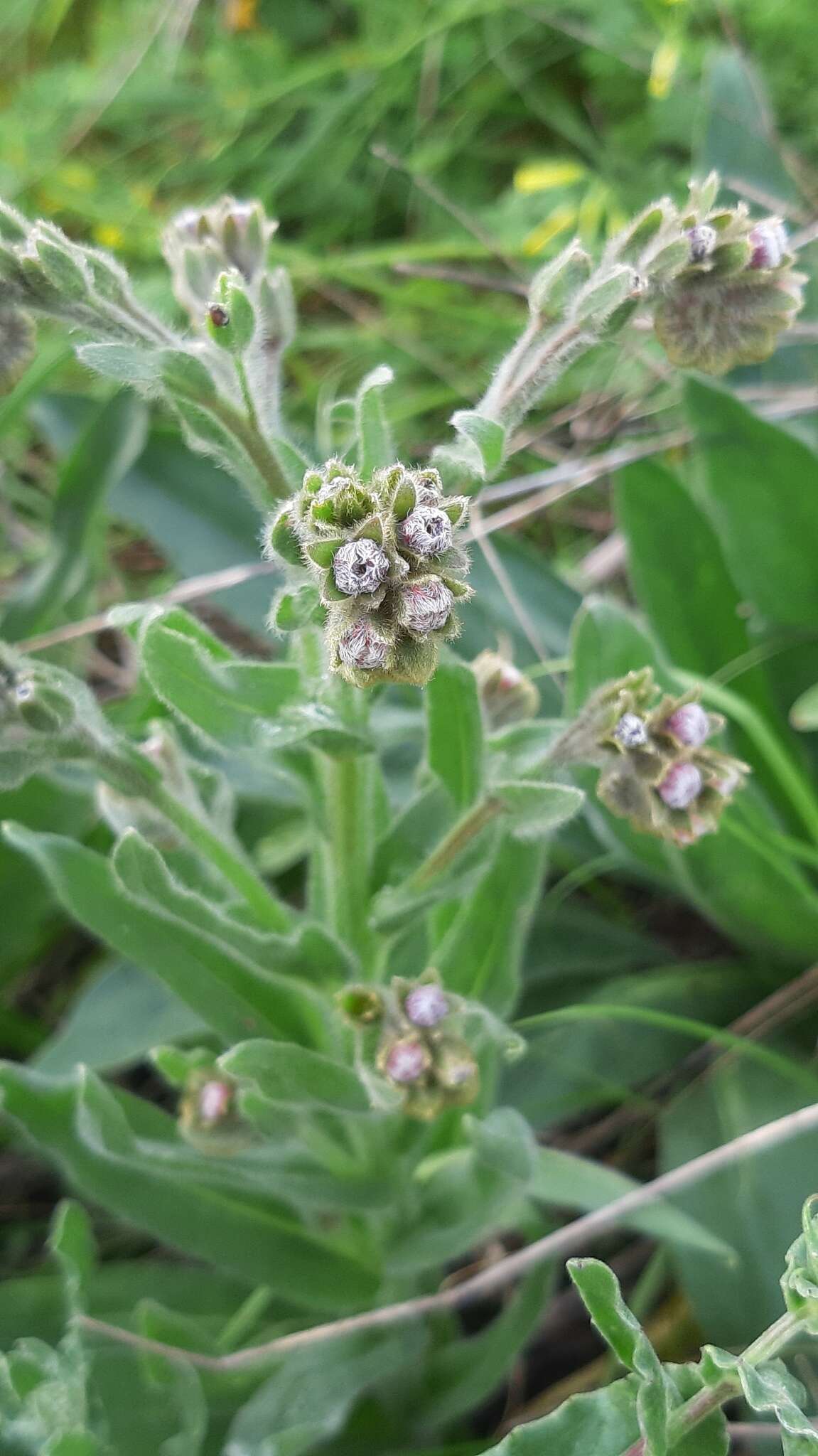 Image of Cynoglossum clandestinum Desf.