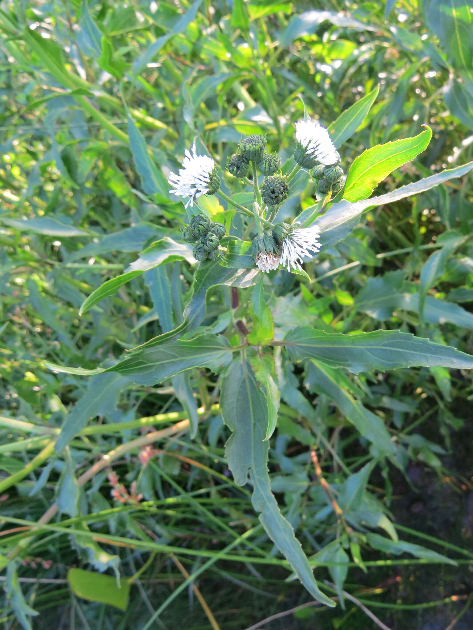 Imagem de Gymnocoronis