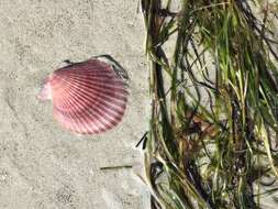 Image of austral scallop