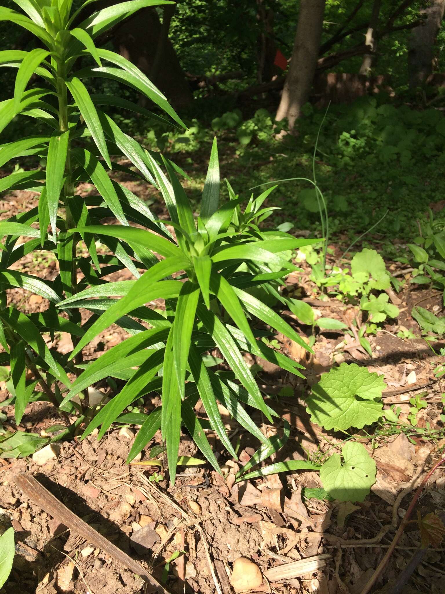 Image of Tiger lily