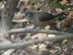 Image of Turdoides reinwardtii stictilaema (Alexander 1901)