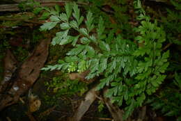 Image of Royal Spleenwort