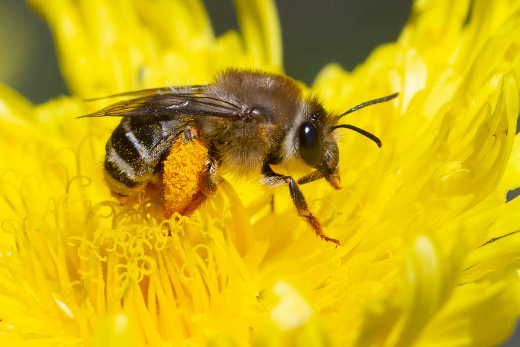 Image of Eucera gracilipes Pérez 1895