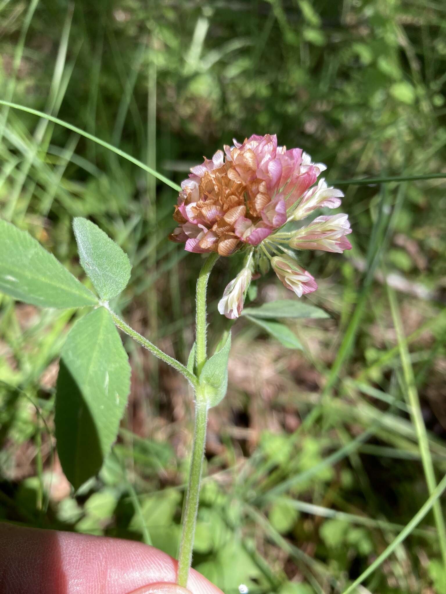 Sivun Trifolium reflexum L. kuva