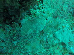 Image of Mustard Hill Coral