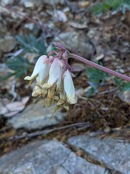 Sivun Dicentra formosa subsp. oregona (Eastw.) Munz kuva