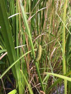 Imagem de Acorus calamus var. americanus Raf.