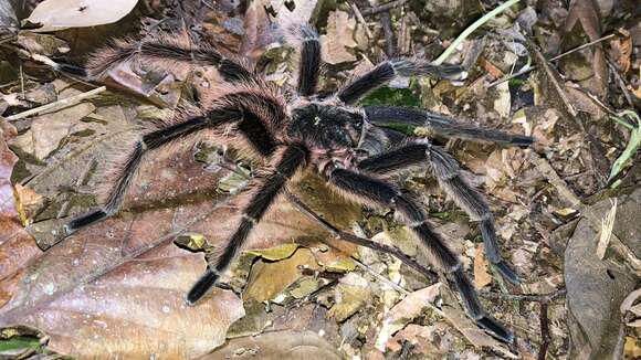 Image de Sericopelma generala Valerio 1980