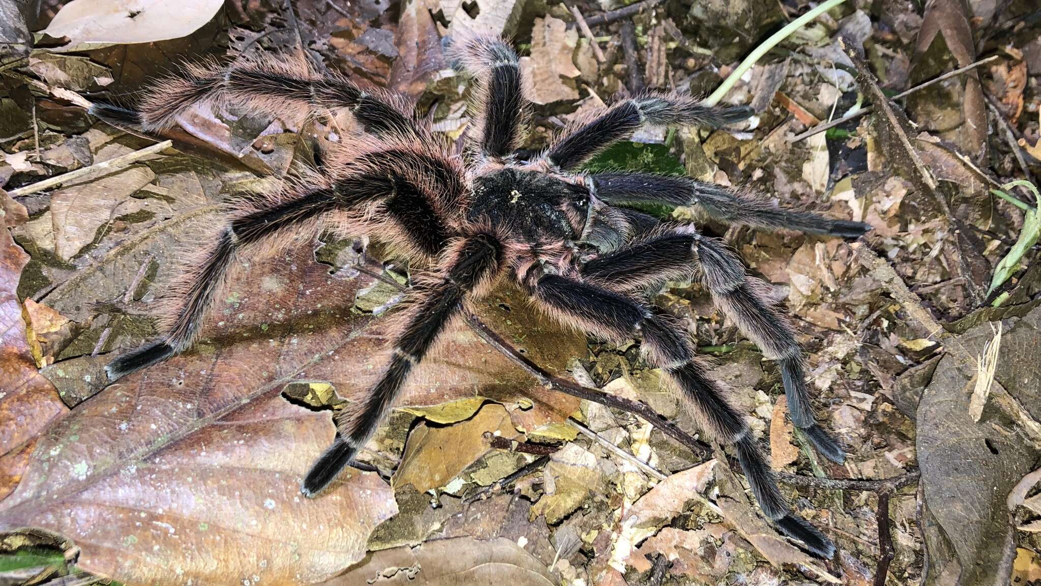 Image of Sericopelma generala Valerio 1980