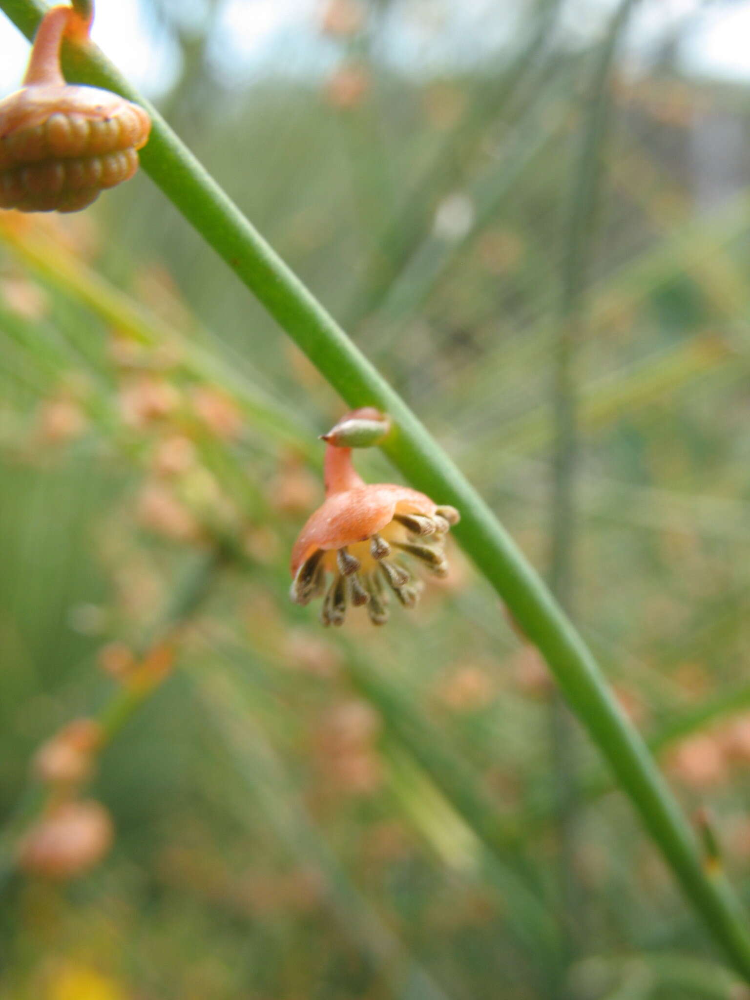 صورة Tersonia cyathiflora (Fenzl) A. S. George ex J. W. Green