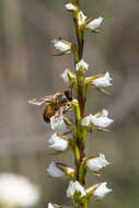 Image of Yawning leek orchid