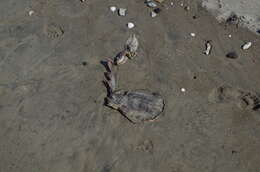 Image of Cortez Electric Ray