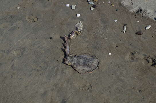 Image of Cortez Electric Ray