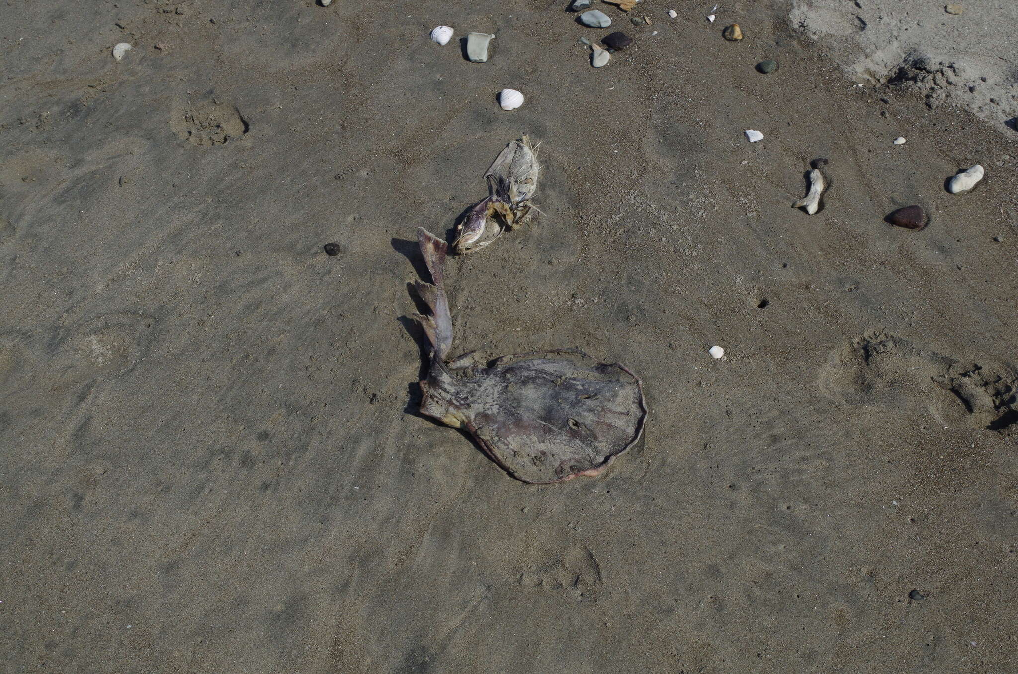 Image of Cortez Electric Ray