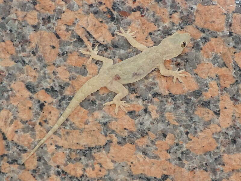 Image of Yellow-bellied house gecko