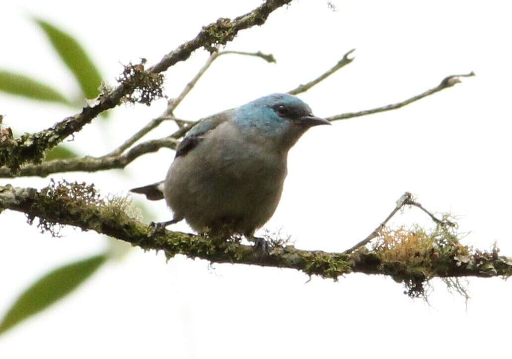 Image of Black-legged Dacnis