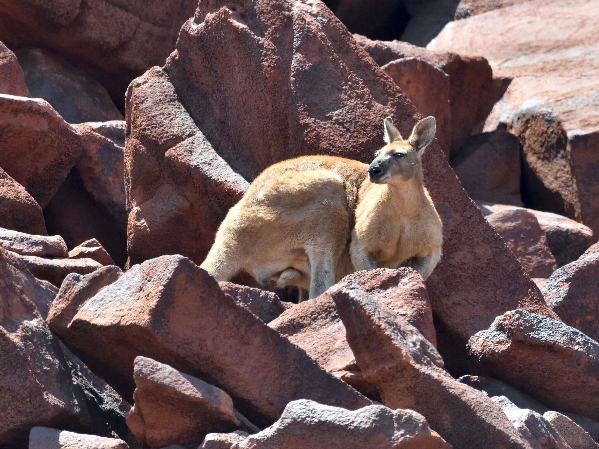 Macropus subgen. Osphranter Gould 1842的圖片