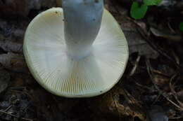 صورة Russula violeipes Quél. 1898