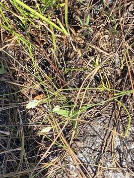 Image of Coastal-Plain Milkwort