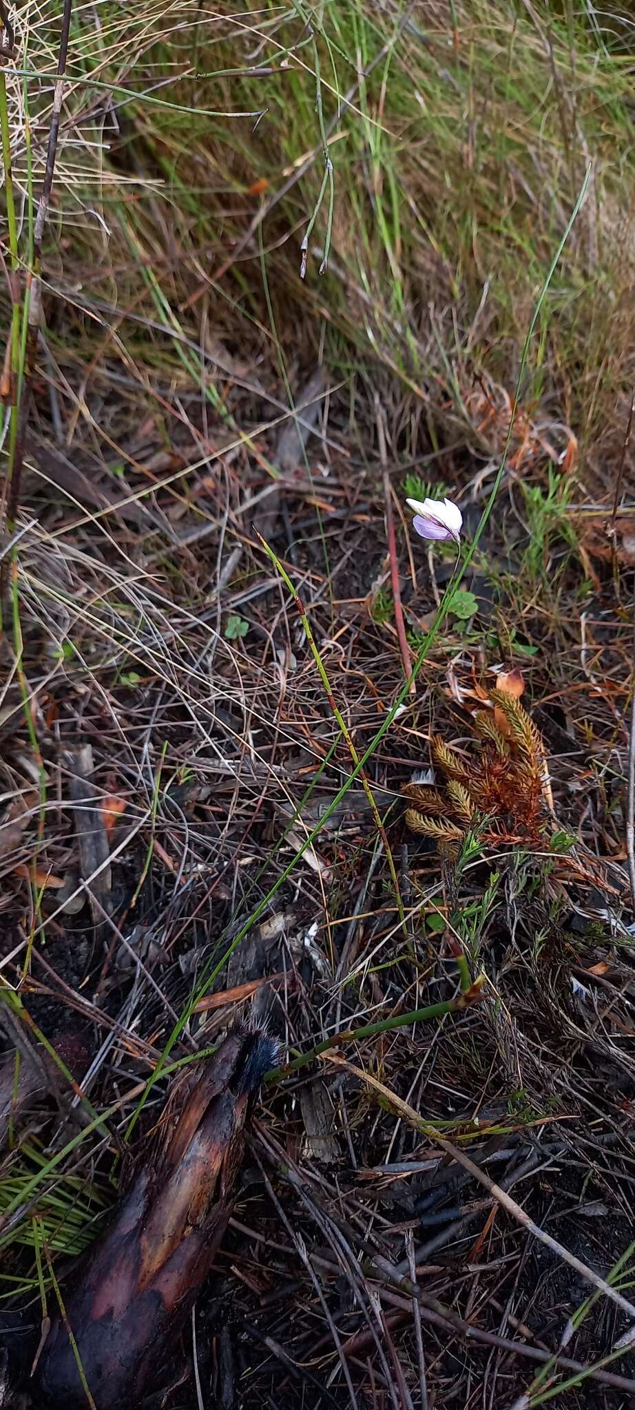 Plancia ëd Ixia micrandra Baker