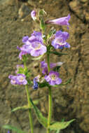 Image of Whited's penstemon